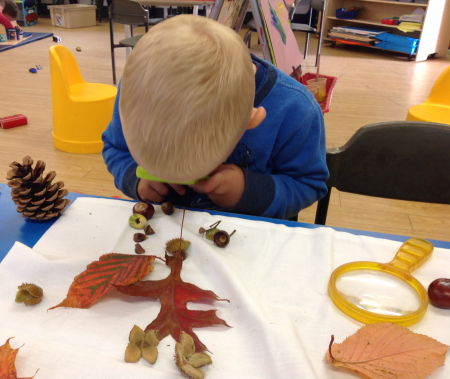 Picture of a child looking at autumn leaves, nuts and cones using a magnifying glass